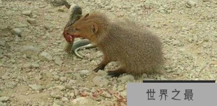 蛇的天敌是什么,黑曼巴蛇都害怕的天敌