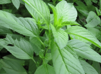 ​薄荷叶煮水喝能止咳吗 薄荷叶能止咳吗