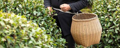 ​茶叶一般保质期多久 茶叶可以保存几年