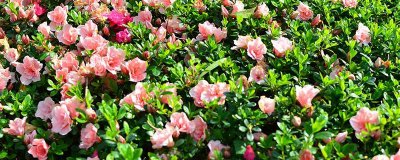 ​山茶花的种植方法和管理技术 山茶花的种植方法和管理视频