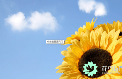 ​太阳花有哪些花语和寓意 太阳花有哪些花语呢