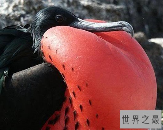 动物王国十大小偷,抹香鲸:我这是明抢,不是偷