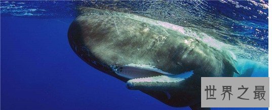 动物王国十大小偷,抹香鲸:我这是明抢,不是偷