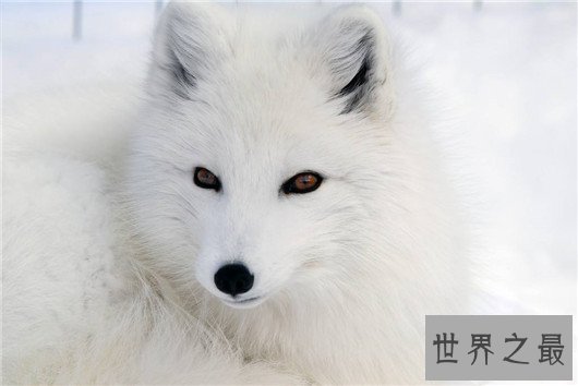 动物王国十大小偷,抹香鲸:我这是明抢,不是偷