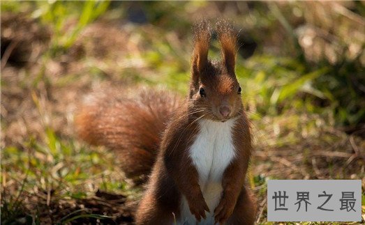 动物王国十大小偷,抹香鲸:我这是明抢,不是偷