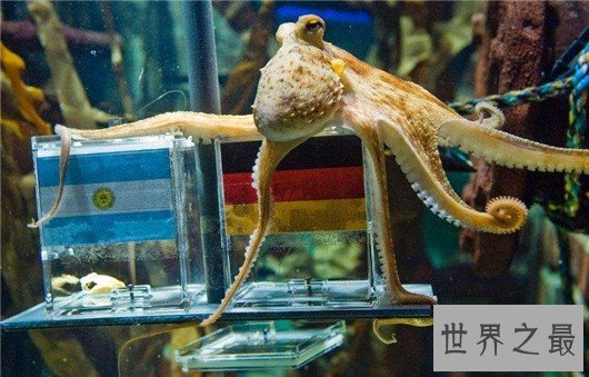 动物王国十大小偷,抹香鲸:我这是明抢,不是偷