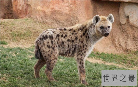 动物王国十大小偷,抹香鲸:我这是明抢,不是偷