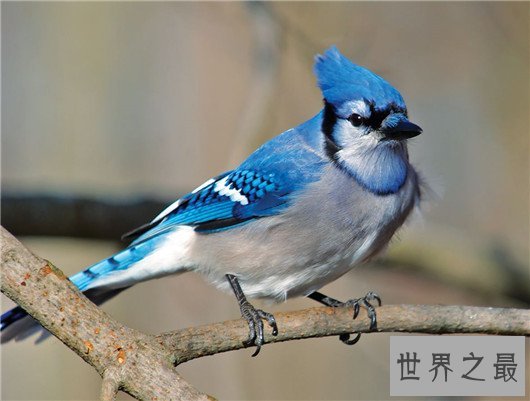 动物王国十大小偷,抹香鲸:我这是明抢,不是偷