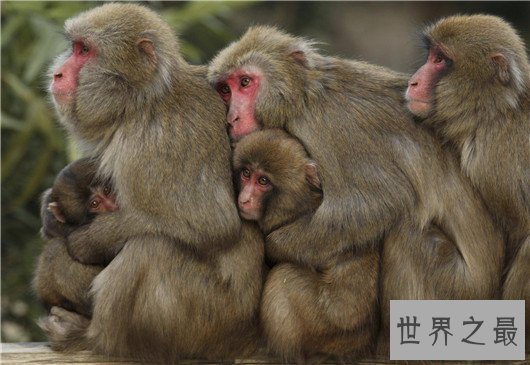 动物王国十大小偷,抹香鲸:我这是明抢,不是偷