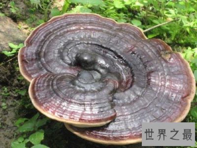 ​中国十大珍贵药材，个个都是救命的良药