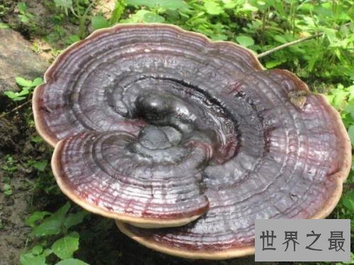 中国十大珍贵药材，个个都是救命的良药