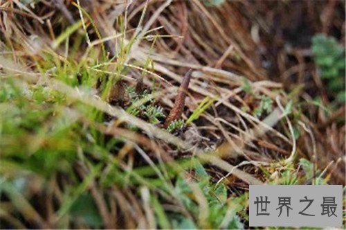 中国十大珍贵药材，个个都是救命的良药