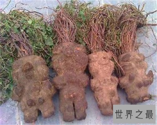 中国十大珍贵药材，个个都是救命的良药