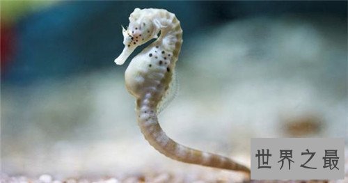 中国十大珍贵药材，个个都是救命的良药