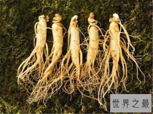 中国十大珍贵药材，个个都是救命的良药