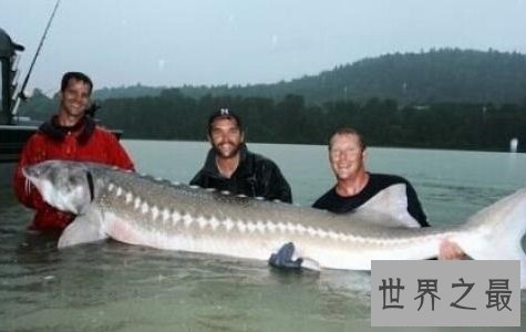 世界十大最危险的鱼,第一名是公认的世界毒王!