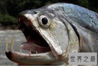 ​世界十大最危险的鱼，第一名是公认的世界毒王！