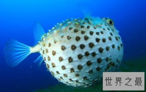 世界十大最危险的鱼,第一名是公认的世界毒王!