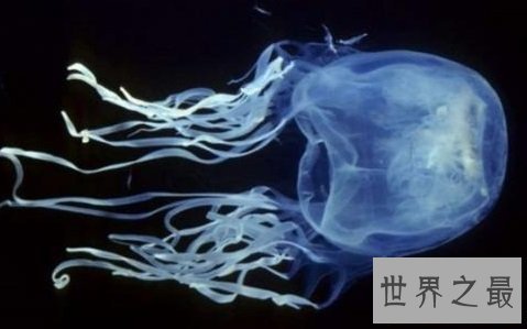 世界十大最危险的鱼,第一名是公认的世界毒王!