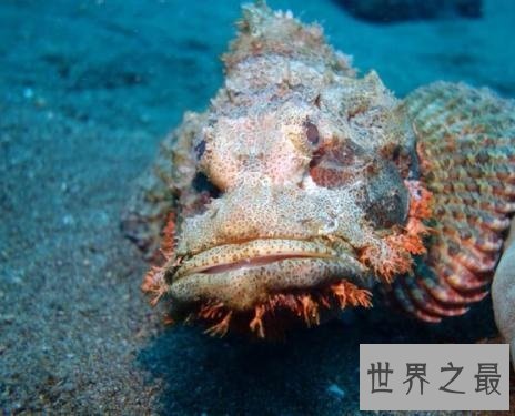 世界十大最危险的鱼,第一名是公认的世界毒王!