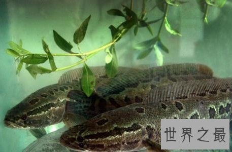 世界十大最危险的鱼,第一名是公认的世界毒王!