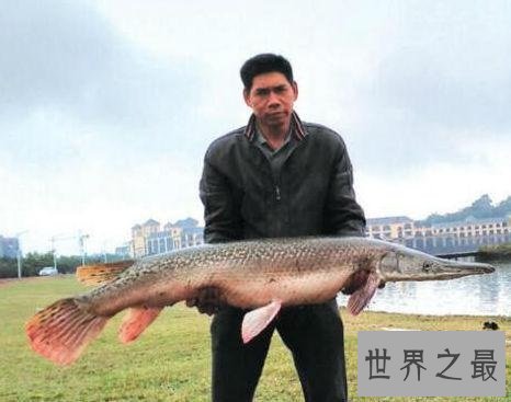 世界十大最危险的鱼,第一名是公认的世界毒王!