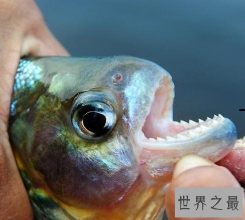世界十大最危险的鱼,第一名是公认的世界毒王!