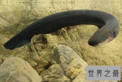 世界十大最危险的鱼,第一名是公认的世界毒王!