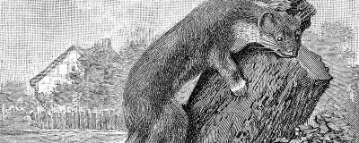 ​黄鼠狼怕鹅吗 黄鼠狼最怕什么气味