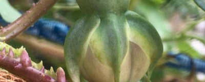 ​金丝指葫芦的食用方法|如何保存凉晒一 金丝指葫芦的食用方法