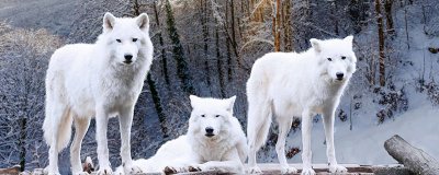 ​狼的起源在哪 狼来自哪个大洲
