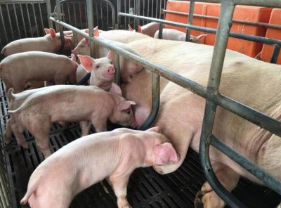 ​农村养什么稳赚不赔 在农村养什么赚钱,还不愁卖