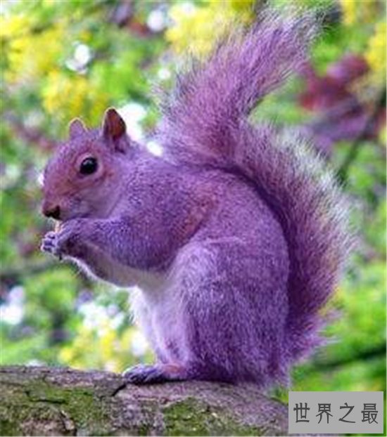 世界上十种奇特紫色动物,这些紫色萌宠简直太神奇了!