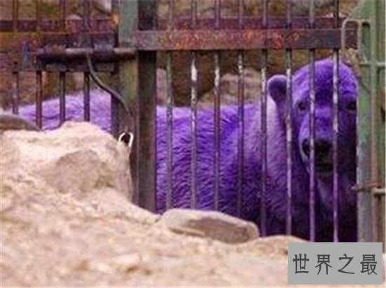 世界上十种奇特紫色动物,这些紫色萌宠简直太神奇了!