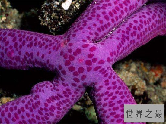 世界上十种奇特紫色动物,这些紫色萌宠简直太神奇了!