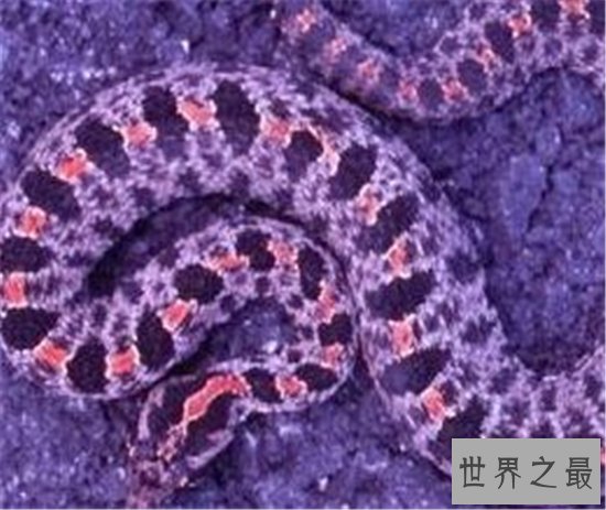 世界上十种奇特紫色动物,这些紫色萌宠简直太神奇了!