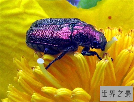 世界上十种奇特紫色动物,这些紫色萌宠简直太神奇了!