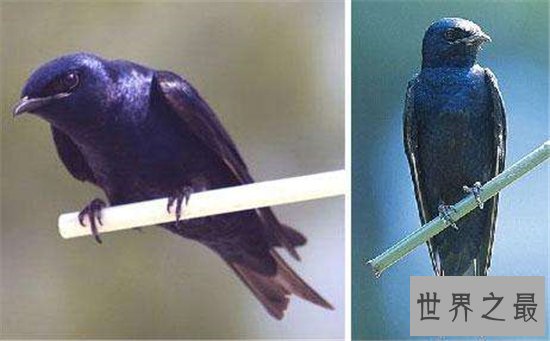 世界上十种奇特紫色动物,这些紫色萌宠简直太神奇了!