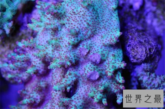 世界上十种奇特紫色动物,这些紫色萌宠简直太神奇了!