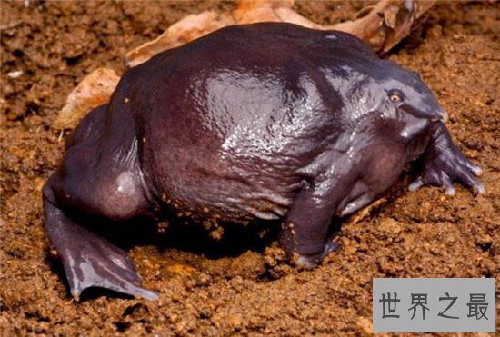 世界上十种奇特紫色动物,这些紫色萌宠简直太神奇了!