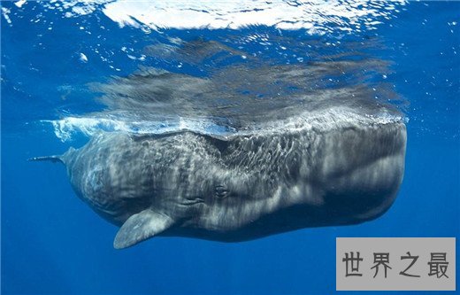 速度最快的十种海洋动物,金枪鱼瞬时可达160km