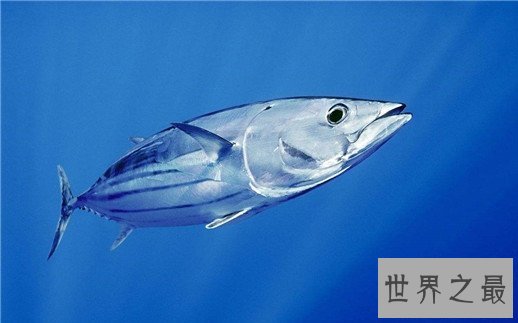 速度最快的十种海洋动物,金枪鱼瞬时可达160km