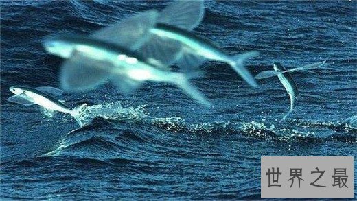 速度最快的十种海洋动物,金枪鱼瞬时可达160km