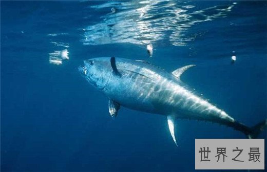 速度最快的十种海洋动物,金枪鱼瞬时可达160km
