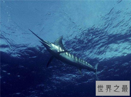 速度最快的十种海洋动物,金枪鱼瞬时可达160km
