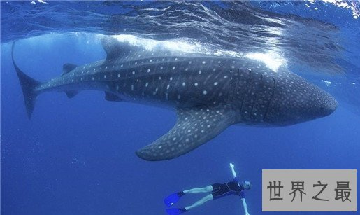 速度最快的十种海洋动物,金枪鱼瞬时可达160km