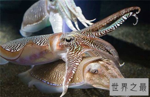 速度最快的十种海洋动物,金枪鱼瞬时可达160km