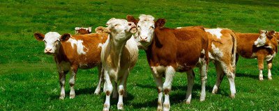 ​羚牛是国家一级保护动物吗 羚牛是国家一级保护动物吗为什么