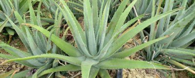 ​芦荟能直接护肤吗 芦荟是否可以作为化妆品直接涂抹在脸上