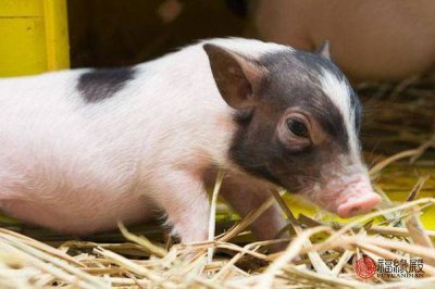 ​1983年属猪人婚姻太难了 1983年属猪的婚姻运程